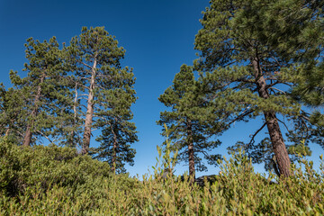 Obraz premium Glacier Point, Yosemite National Park, California. Sierra Nevada. 