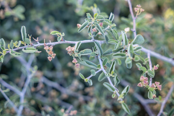 Ceanothus cordulatus is a species of shrub in the family Rhamnaceae, mountain whitethorn and whitethorn ceanothus. Glacier Point,  Yosemite National Park, California. Sierra Nevada. 
