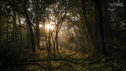 Obraz premium Forest's Lucid Origin