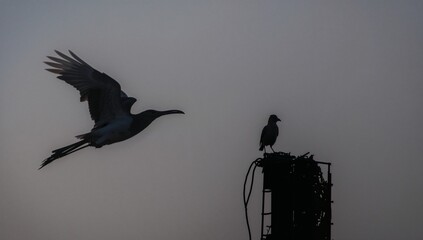 Avian silhouettes at dawn