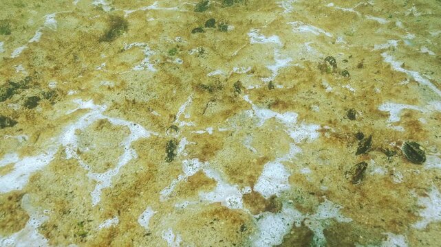 Sand seabed covered with golden-brown slimy plaque (diatoms) and whitish patches that look like white mold (blue-green algae), gas bubble rises from under sand. Biofilm of microorganisms on sand