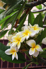 frangipani plumeria flower