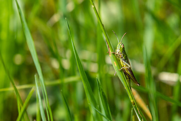 grasshopper on grass