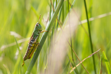 grasshopper on grass