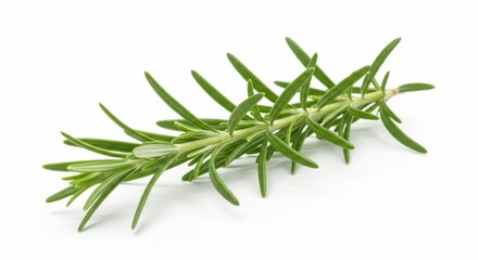 Fototapeta premium A single sprig of fresh rosemary with needle like leaves on a clear and bright background surface view