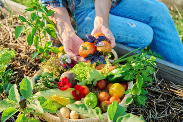 Basket with harvest of different fresh vegetables, female hands showing tomatoes basil
