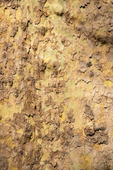 Detailed view of textured bark highlighting layers of peeling, cracked, and worn surfaces on a tree in a dense forest during daylight hours