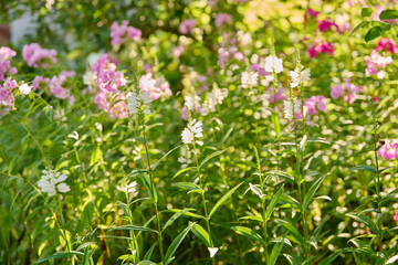 Fototapeta premium Summer sunny natural view of flowerbed with flowering white Physostegia virginiana
