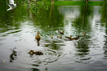 duck and ducklings