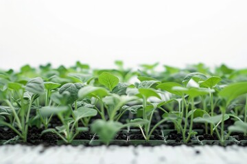 Greenhouse Interior with Healthy Seedlings
