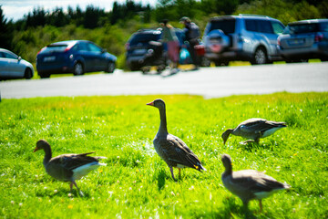 Flock of Wild Geese Grazing on Green Grass in Summer