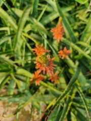 red and yellow aloe vera flower