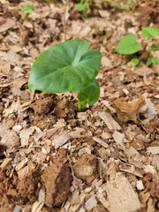 green plant in soil