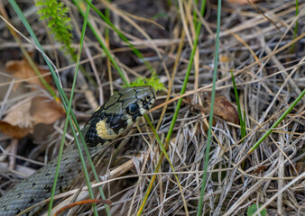 Close-up of a grass snake (Natrix natrix) in dry grass, showing detailed scales and natural camouflage, representing European wildlife and reptile habitats