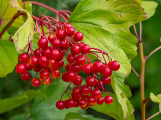 Cluster of bright red guelder rose berries (Viburnum opulus) among green leaves, symbolizing autumn, wild fruit, and seasonal beauty in nature