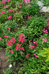 Pink Verbena Hybrida flowers in the garden