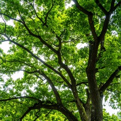 Upward view of a majestic tree showcasing intricate branches and vibrant foliage