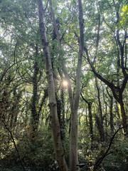 Sunlight Filtering Through Twin Tree Trunks