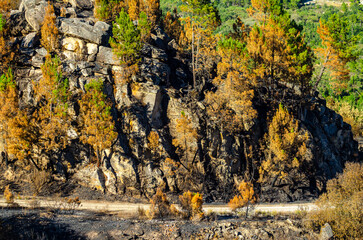 Devastating wildfire aftermath showing scorched earth and resilient nature.