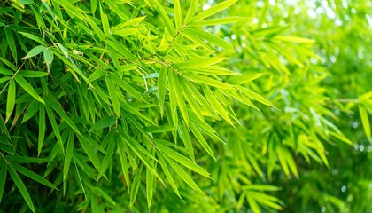 Fototapeta premium Lush green bamboo leaves (1)