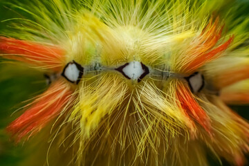 Extreme macro of a sycamore moth caterpillar (Acronicta aceris) showing vivid yellow-orange hairs...