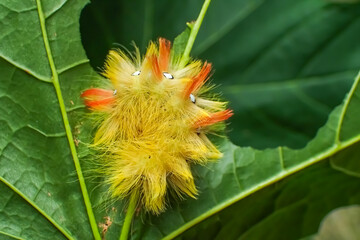 Sycamore moth caterpillar (Acronicta aceris) resting on a green leaf, showing its bright yellow and...