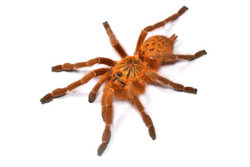 Closeup of the orange baboon tarantula Pterinochilus murinus (red colour form), a spider species from Southern and Eastern Africa photographed on white background.
