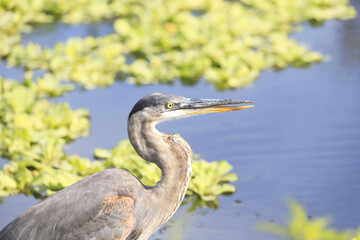 great blue heron in the marsh 