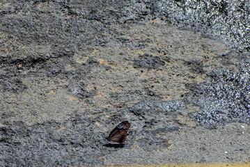 A beautiful butterfly with brown and white wings rests on a wet, rocky ground under bright sunlight.