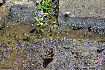 A beautiful butterfly with brown and white wings rests on a wet, rocky ground under bright sunlight.