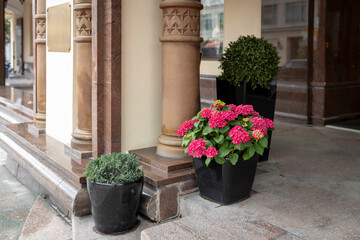 Vibrant pink hydrangeas and evergreen shrubs at building entrance with ornate columns