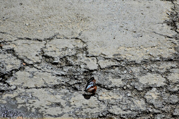 A beautiful butterfly with brown and white wings rests on a wet, rocky ground under bright sunlight.