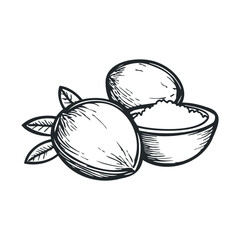 Hand-drawn shea nuts illustration with leaves and bowl of butter