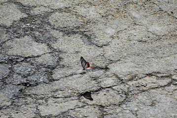 A vibrant butterfly flying over rocky surface.