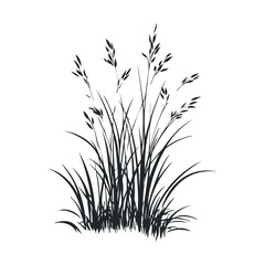 Silhouette of wild grass with seed heads on white background