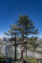 Washburn Point, Glacier Point Rd, Yosemite National Park, Mariposa County, California. Sierra Nevada. pine / Pinus