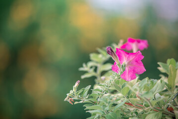 Obraz premium Vibrant Pink Flower with Green Leaves