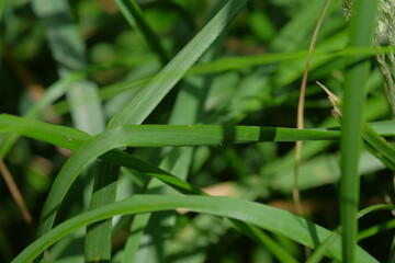 Close-up view of vibrant green grass blades intertwined, showcasing natural textures and patterns, highlighting the beauty of a lush outdoor environment with sunlight filtering through