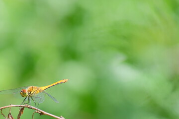 Vibrant orange dragonfly perched delicately on a twig, surrounded by lush green foliage, showcasing the beauty of nature and the intricate details of its wings and body