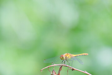 Colorful dragonfly perched on a slender twig, showcasing intricate wings and vibrant hues against a soft blurred green background, highlighting nature's beauty and delicate balance
