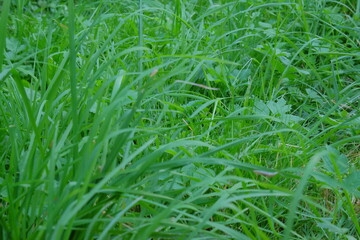Lush green grass and wild plants create a vibrant natural landscape, showcasing the beauty of nature with various shades of green and textures in a serene outdoor environment