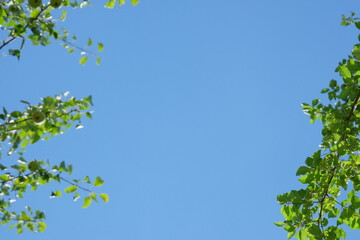 Fototapeta premium Lush green leaves frame a bright blue sky, creating a serene atmosphere of nature, perfect for backgrounds, designs, and environmental themes with copy space