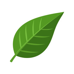 Fototapeta premium A single green leaf isolated on white background, representing nature and growth
