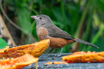Brazilian Tanager or Tiê-Sangue bird of the Atlantic Forest - Female - South East Brazil - South America (Ramphocelus bresilia) - Eating Papaya