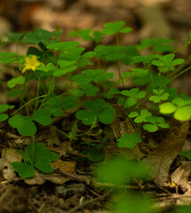 Obraz premium Clovers in the forest 