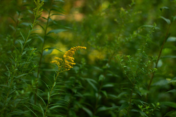 Yellow wildflower in forest