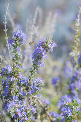 Stunningly Beautiful Purple Flowers with a Bee Happily Buzzing in a Blooming Landscape