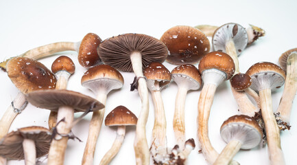 magic mushrooms on white background