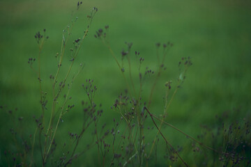 Delicate Silhouettes of Nature Beautifully Set Against a Soft and Inviting Green Background