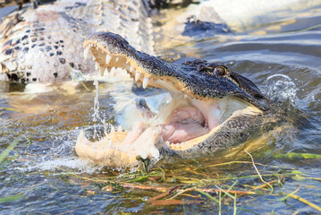 Gator eating in the water 